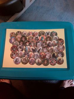 50 Ct. Kitty Stickers Round Life Like