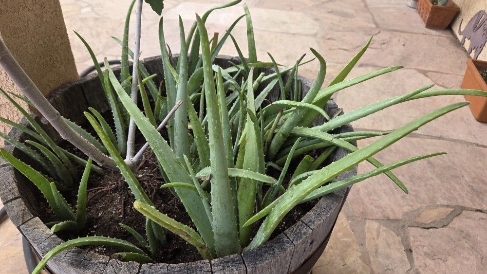 Aloe Vera Plant