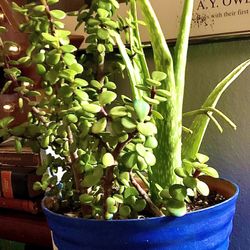Lovely Elephant, Food, And Aloe Plant