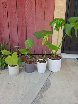 Monstera Deliciosa White Vase plants