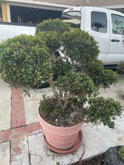 Small Eugenia Pom Pom Topiary tree plant