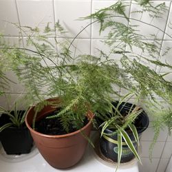 Asparagus Fern