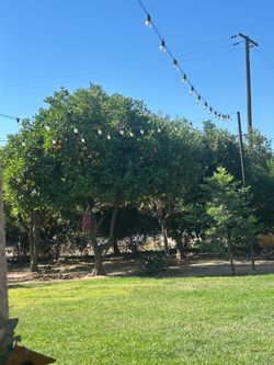 20 trees of Valencia oranges.  Usually 4-7 bins
