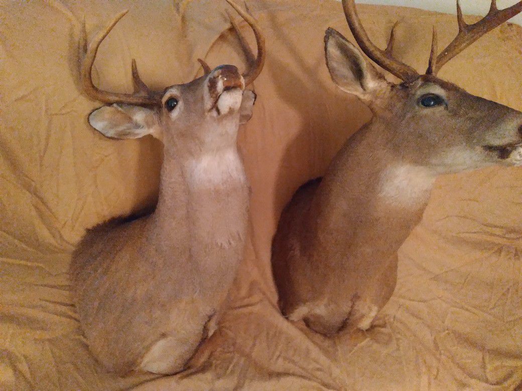 2ct. 8-Point  Deer Mounts/ Reduced!!!