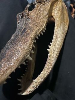 crocodile head