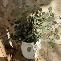 Fresh Eucalyptus For Wedding Or Party Decor