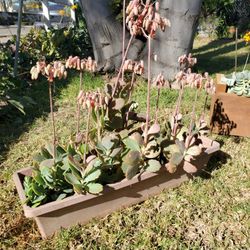 Suculenta