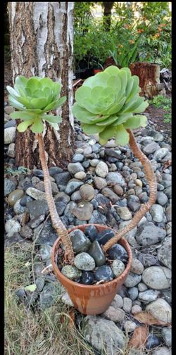 Aeonium Arboreum Plant