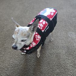 Dog Water Vest - Small