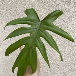 Beautiful Philodendron Mayoi Plant CUTTING- Active Roots