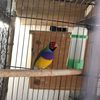 Jay