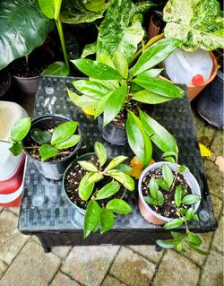 Hoya plants $8