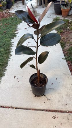 Rubber Tree