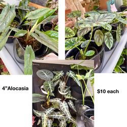Plants (4”pot🌿Alocasia’s $10 each)