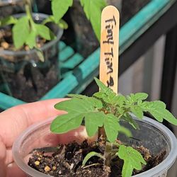Tiny Tim Tomatoes