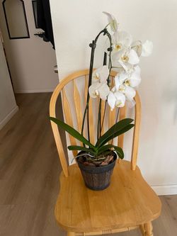 Orchid