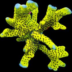 Anacropora Frag