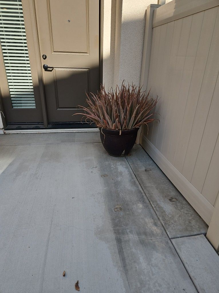 Free Aloe Plants With Base