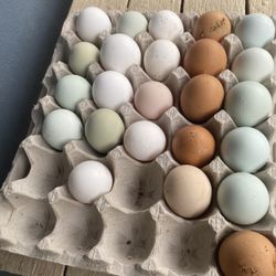 Eggs Incubation 
