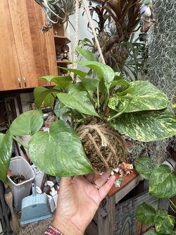 Beautiful Pothos Kokedama