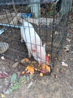 Piggy toy size cage