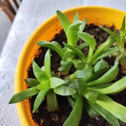 Two Types Of Succulents