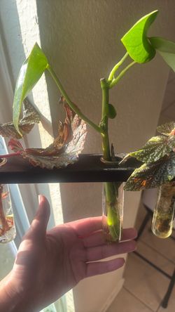 Raindrop pepperomia