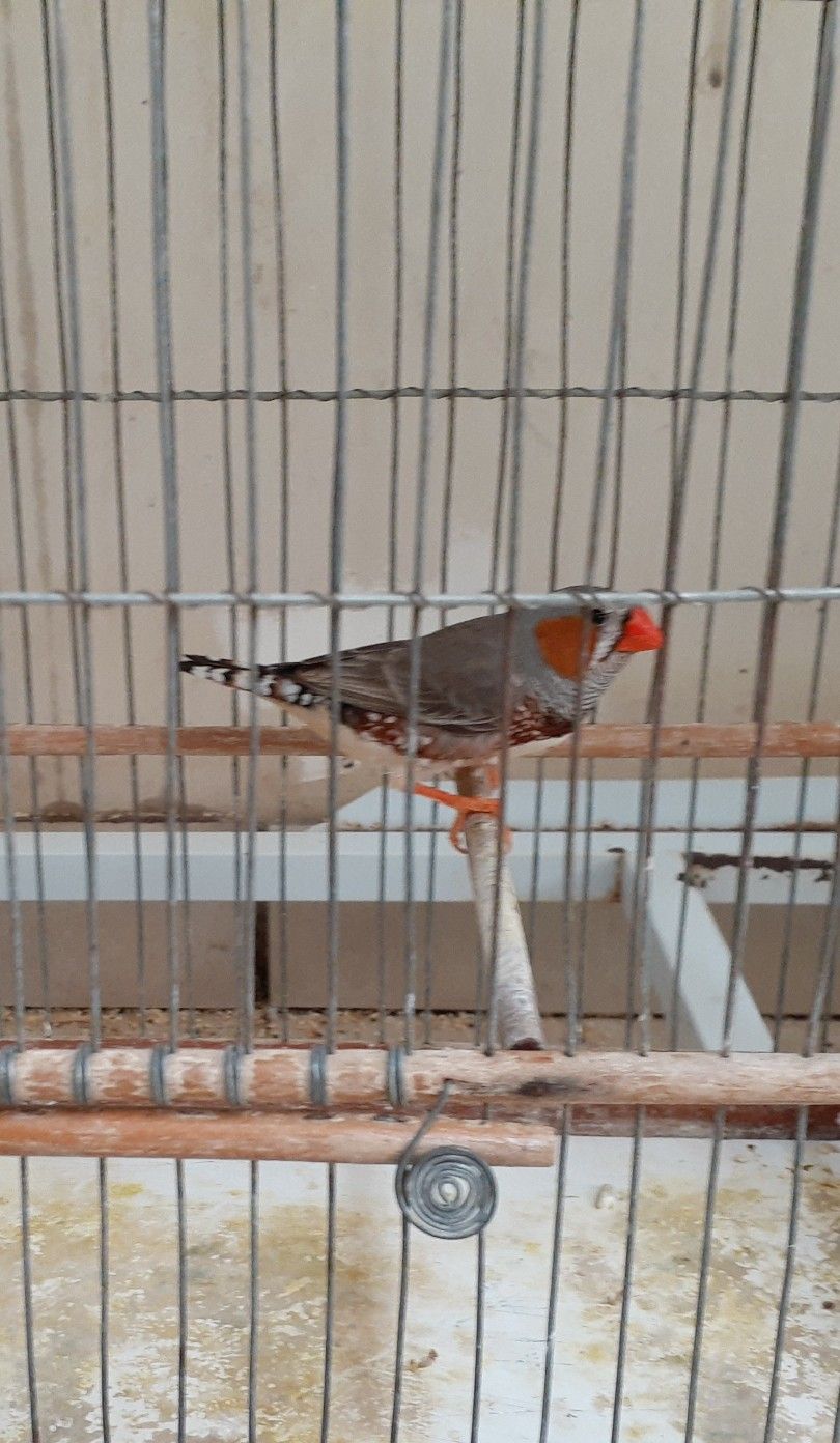 Birds cage