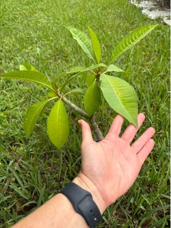 Plumeria (will have beautiful pink flowers)