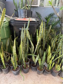 Snake plant