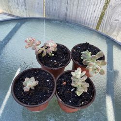 Succulent Starters, $3-$6