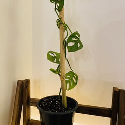 Monstera adansonii Swiss cheese plant on bamboo stick in 6 inch pot 