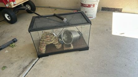 Lizard