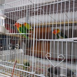 Bird Cage