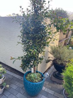 New large small tree