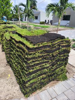 St Augustine Palmetto Sod