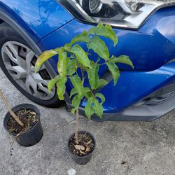 Gumbo limbo native tree
