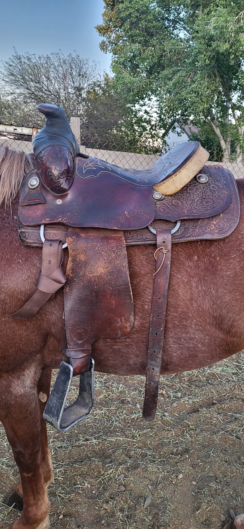 Horse Saddle Herford Size 15.5 