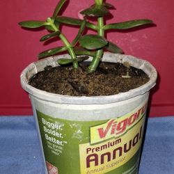 Jade Plant 