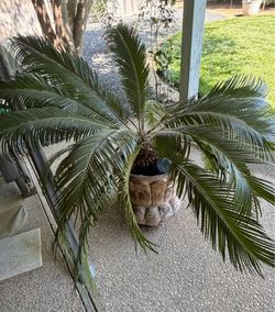 Large Potted Sago Palm (cycas revoluta) in decorative pot