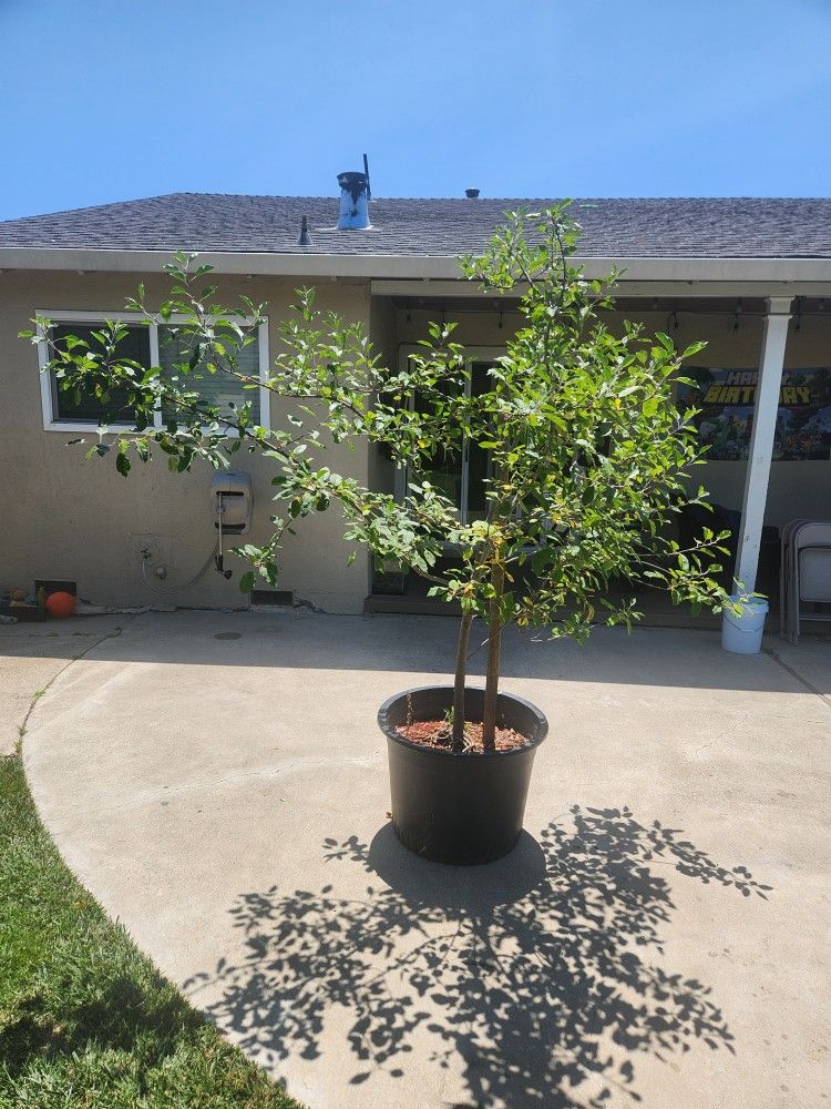 Apple Tree