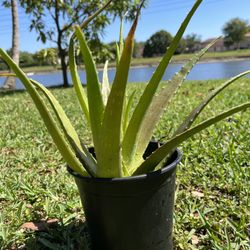 Aloe Plant 16-18” Tall