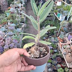Sinningia tubiflora Bonsai Plant