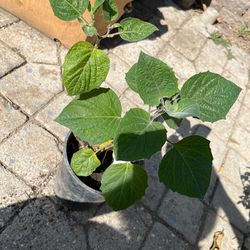 Golden Berry Plant Pot Ready For Fruit 💕 Cây Trái Lồng Đèn Đang Có Hoa💕