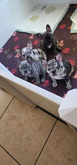 Dog crate