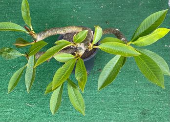 Plumeria