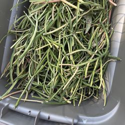 Free to Good Home - LOTS of Small Firestick Succulent Cuttings