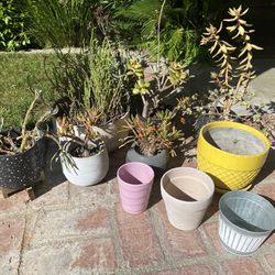 Various Pots & Succulents. 