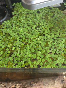 Salvinia
