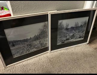 Framed Trees & Snow Black and White Photographs